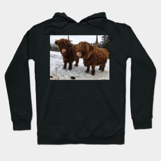 Scottish Highland Cattle Cow and Calf 1679 Hoodie